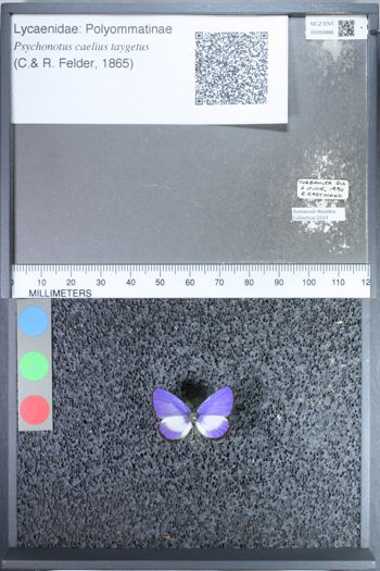 Media type: image;   Entomology 69986